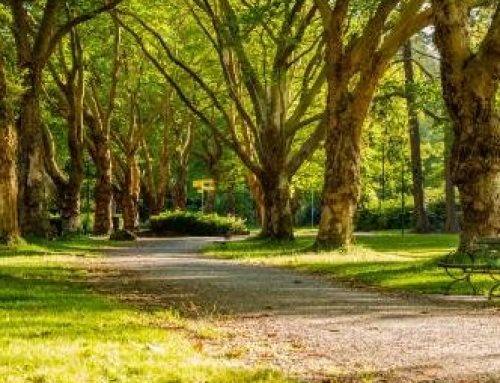Love Parks Week: The Role of Parks in Mental Health Peer Support for Parents