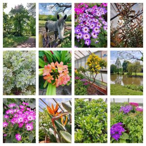 Flowers, trees, animals and water from walks in Leeds