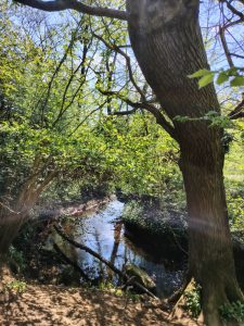 Trees and water in Hetchell Wood Nature Reserve