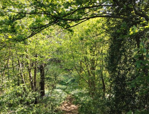 National Walking Month